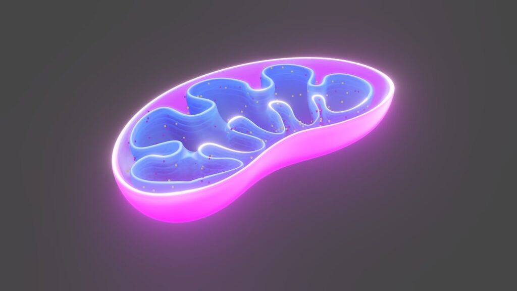 cell, mitochondria, biology